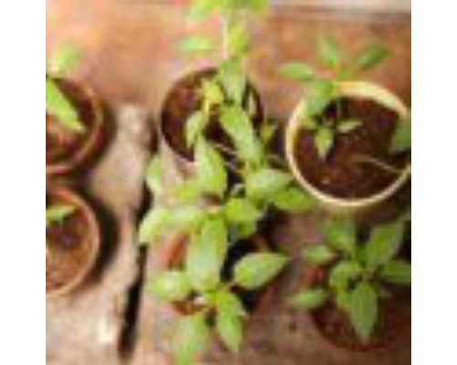 乙脑疫苗减毒和灭活哪个好_乙脑疫苗是减毒的好还是灭活的好