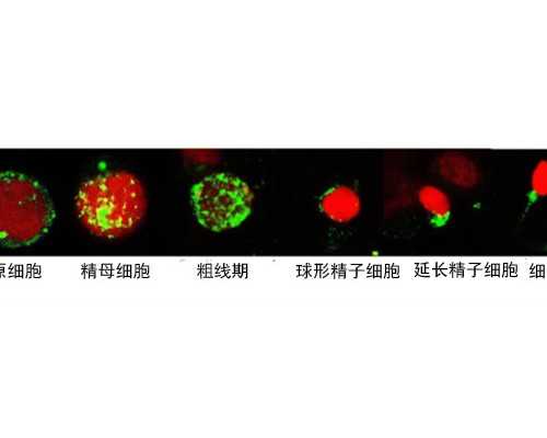 四川安全的助孕,四川试管婴儿医院大全_四川试管婴儿医院排名/排行榜