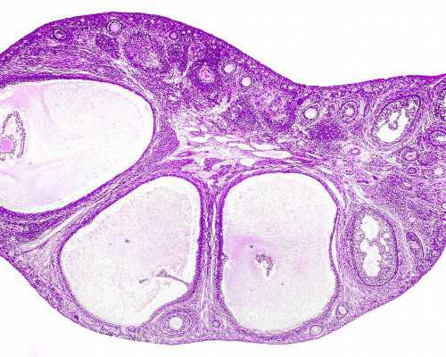 深圳正规供卵机构包性别