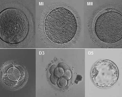无锡哪个医院供卵子，无锡旅游去哪里好玩？无锡旅游必去十大景点分享