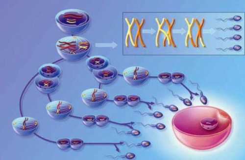 天津供卵生二胎,天津供卵试管不排队医院大全，附各大医院卵源等待时间