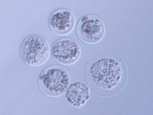 河北私立供卵机构靠谱吗？河北做试管的最佳医院