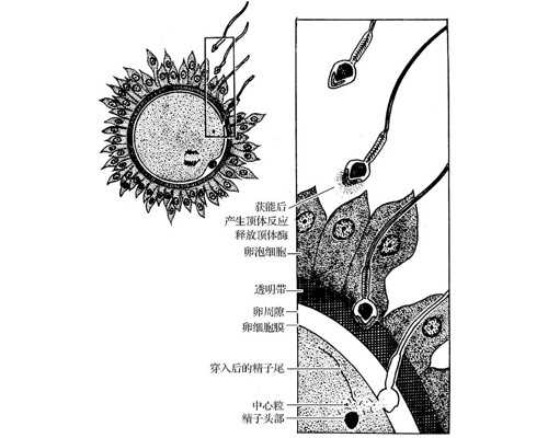 早期怀孕时需注意哪些行容易导致流产