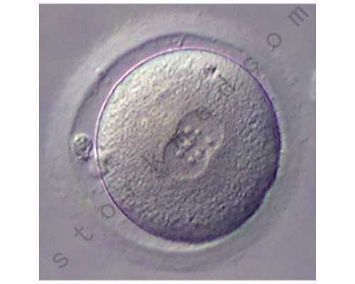 吃黑豆的注意事项，备孕期间黑豆能促排卵吗有什么功效