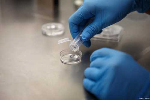 试管婴儿怎么取卵移植