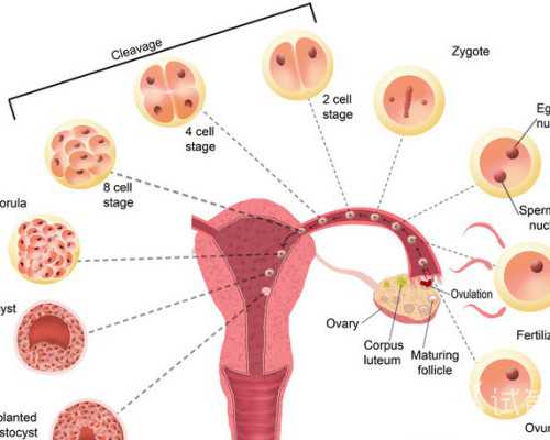 女孩儿怎样丰胸