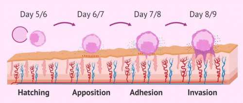 安徽合肥做供卵试管婴儿医院有哪些？需要排队吗？