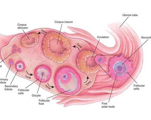 2026年合肥市正规民营供卵机构排名前四更新，附供卵机构推荐